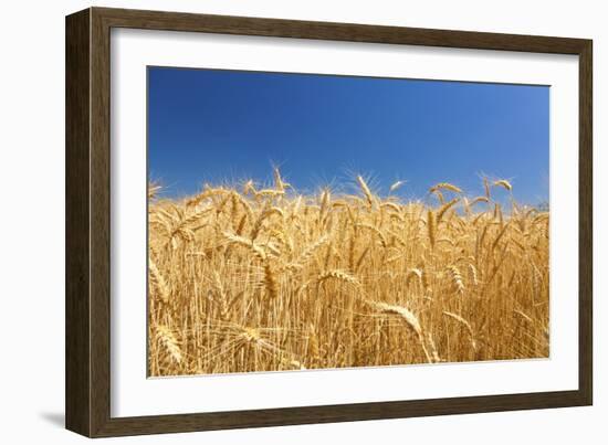 Wheat Field-Craig Tuttle-Framed Photographic Print