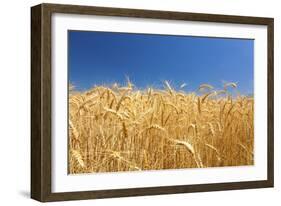 Wheat Field-Craig Tuttle-Framed Photographic Print