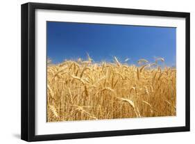 Wheat Field-Craig Tuttle-Framed Photographic Print