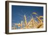 Wheat Field-Craig Tuttle-Framed Photographic Print