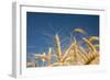 Wheat Field-Craig Tuttle-Framed Photographic Print