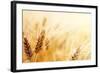 Wheat Field-Iakov Kalinin-Framed Photographic Print