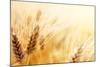 Wheat Field-Iakov Kalinin-Mounted Photographic Print