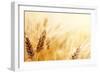 Wheat Field-Iakov Kalinin-Framed Photographic Print