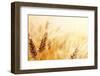 Wheat Field-Iakov Kalinin-Framed Photographic Print