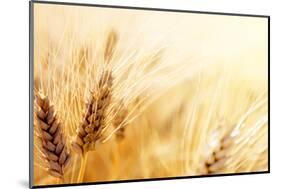Wheat Field-Iakov Kalinin-Mounted Photographic Print