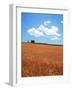 Wheat Field-null-Framed Photographic Print