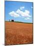 Wheat Field-null-Mounted Photographic Print