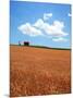 Wheat Field-null-Mounted Photographic Print