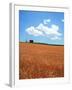 Wheat Field-null-Framed Photographic Print