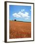 Wheat Field-null-Framed Photographic Print