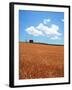 Wheat Field-null-Framed Photographic Print