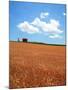 Wheat Field-null-Mounted Photographic Print