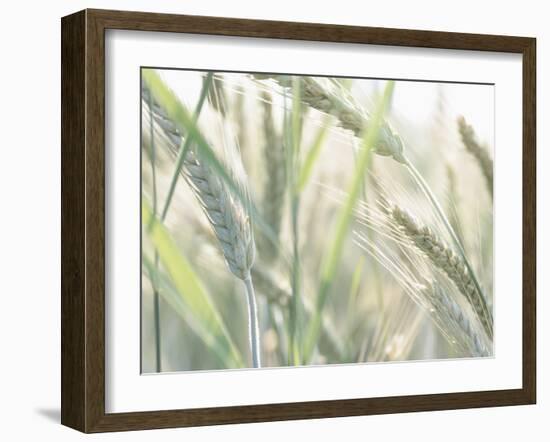 Wheat Field-null-Framed Photographic Print