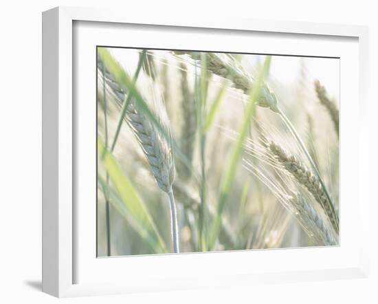 Wheat Field-null-Framed Photographic Print