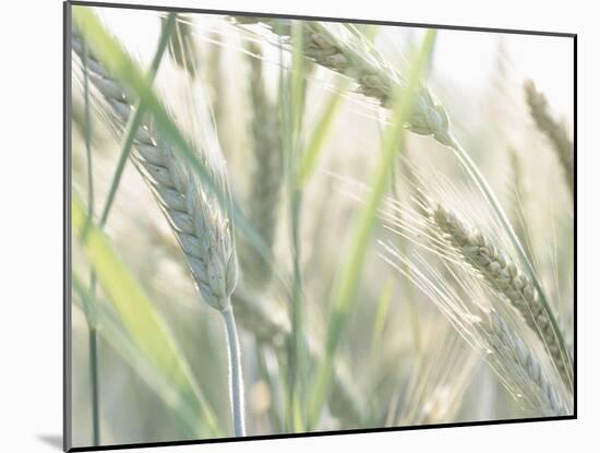 Wheat Field-null-Mounted Photographic Print