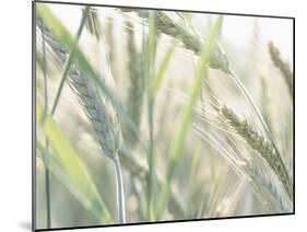 Wheat Field-null-Mounted Photographic Print