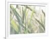 Wheat Field-null-Framed Photographic Print