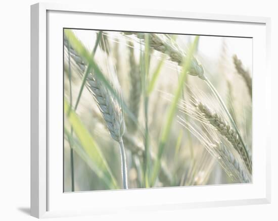 Wheat Field-null-Framed Photographic Print