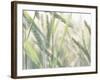 Wheat Field-null-Framed Photographic Print