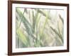 Wheat Field-null-Framed Photographic Print