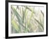 Wheat Field-null-Framed Photographic Print