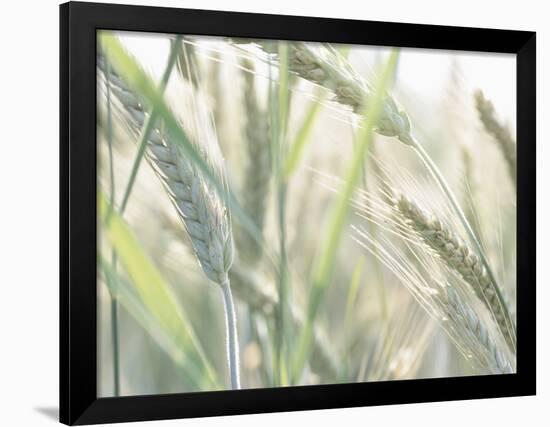 Wheat Field-null-Framed Photographic Print