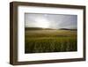 wheat field-Viviane Fedieu Danielle-Framed Photographic Print