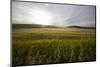 wheat field-Viviane Fedieu Danielle-Mounted Photographic Print