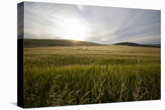 wheat field-Viviane Fedieu Danielle-Stretched Canvas