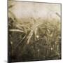 Wheat Fields Mate-Jace Grey-Mounted Art Print