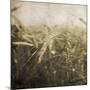 Wheat Fields Mate-Jace Grey-Mounted Art Print