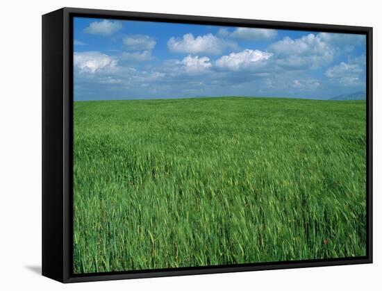 Wheat Fields Near Antequera, Spain-Gary Conner-Framed Stretched Canvas
