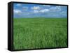 Wheat Fields Near Antequera, Spain-Gary Conner-Framed Stretched Canvas