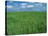 Wheat Fields Near Antequera, Spain-Gary Conner-Stretched Canvas