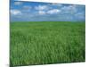 Wheat Fields Near Antequera, Spain-Gary Conner-Mounted Photographic Print