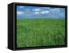 Wheat Fields Near Antequera, Spain-Gary Conner-Framed Stretched Canvas