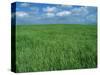 Wheat Fields Near Antequera, Spain-Gary Conner-Stretched Canvas