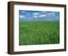 Wheat Fields Near Antequera, Spain-Gary Conner-Framed Photographic Print