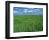 Wheat Fields Near Antequera, Spain-Gary Conner-Framed Photographic Print