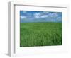 Wheat Fields Near Antequera, Spain-Gary Conner-Framed Photographic Print