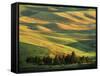 Wheat Fields, Palouse, Steptoe Butte State Park, Whitman County, Washington, USA-Charles Gurche-Framed Stretched Canvas