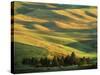 Wheat Fields, Palouse, Steptoe Butte State Park, Whitman County, Washington, USA-Charles Gurche-Stretched Canvas