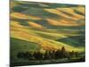 Wheat Fields, Palouse, Steptoe Butte State Park, Whitman County, Washington, USA-Charles Gurche-Mounted Photographic Print