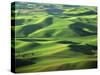 Wheat Fields, Palouse, Steptoe Butte State Park, Whitman County, Washington, USA-Charles Gurche-Stretched Canvas