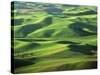 Wheat Fields, Palouse, Steptoe Butte State Park, Whitman County, Washington, USA-Charles Gurche-Stretched Canvas