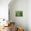 Wheat Fields, Palouse, Steptoe Butte State Park, Whitman County, Washington, USA-Charles Gurche-Photographic Print displayed on a wall