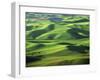 Wheat Fields, Palouse, Steptoe Butte State Park, Whitman County, Washington, USA-Charles Gurche-Framed Photographic Print