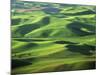 Wheat Fields, Palouse, Steptoe Butte State Park, Whitman County, Washington, USA-Charles Gurche-Mounted Photographic Print