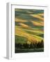 Wheat Fields, Palouse, Steptoe Butte State Park, Whitman County, Washington, USA-Charles Gurche-Framed Photographic Print